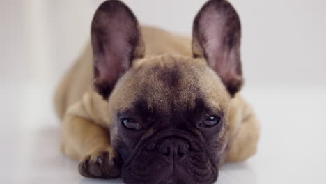 un lindo cachorro de bulldog francés de mascota