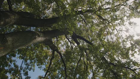 sun light leaking through slow moving trees