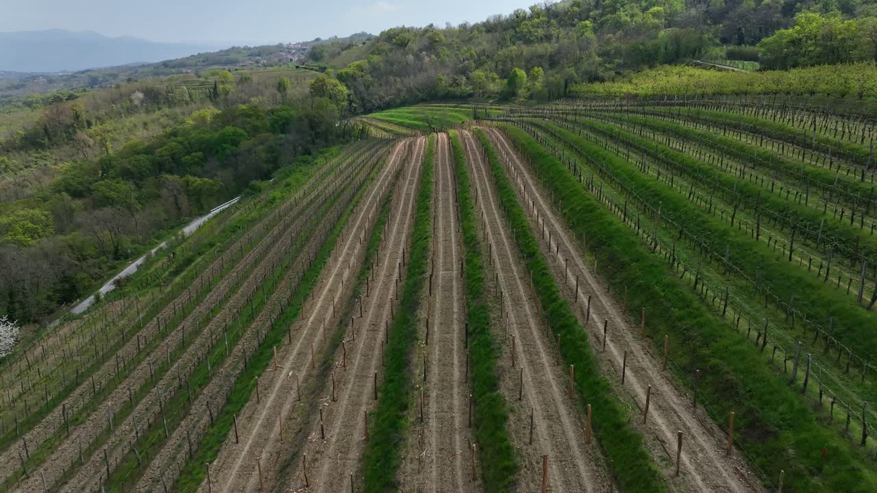 Elevated view of lush vineyards stretching across Vipava Valley’s green hills