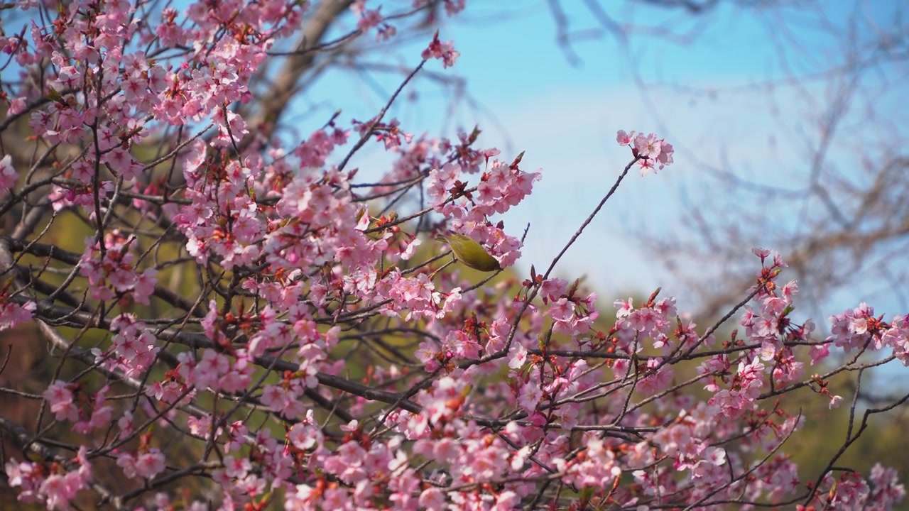 A wild Japanese White-eye (Mejiro) bird lands and perches on a blooming sakura (cherry blossom) branch during a warm afternoon at Nijigen no Mori on Awaji Island.