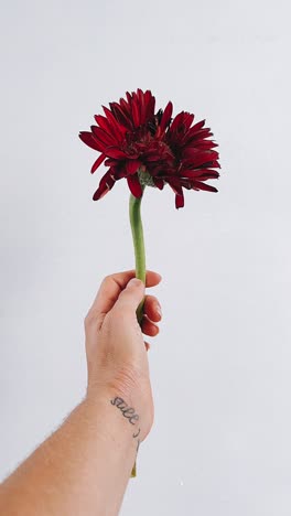 hand holding a single red gerbera