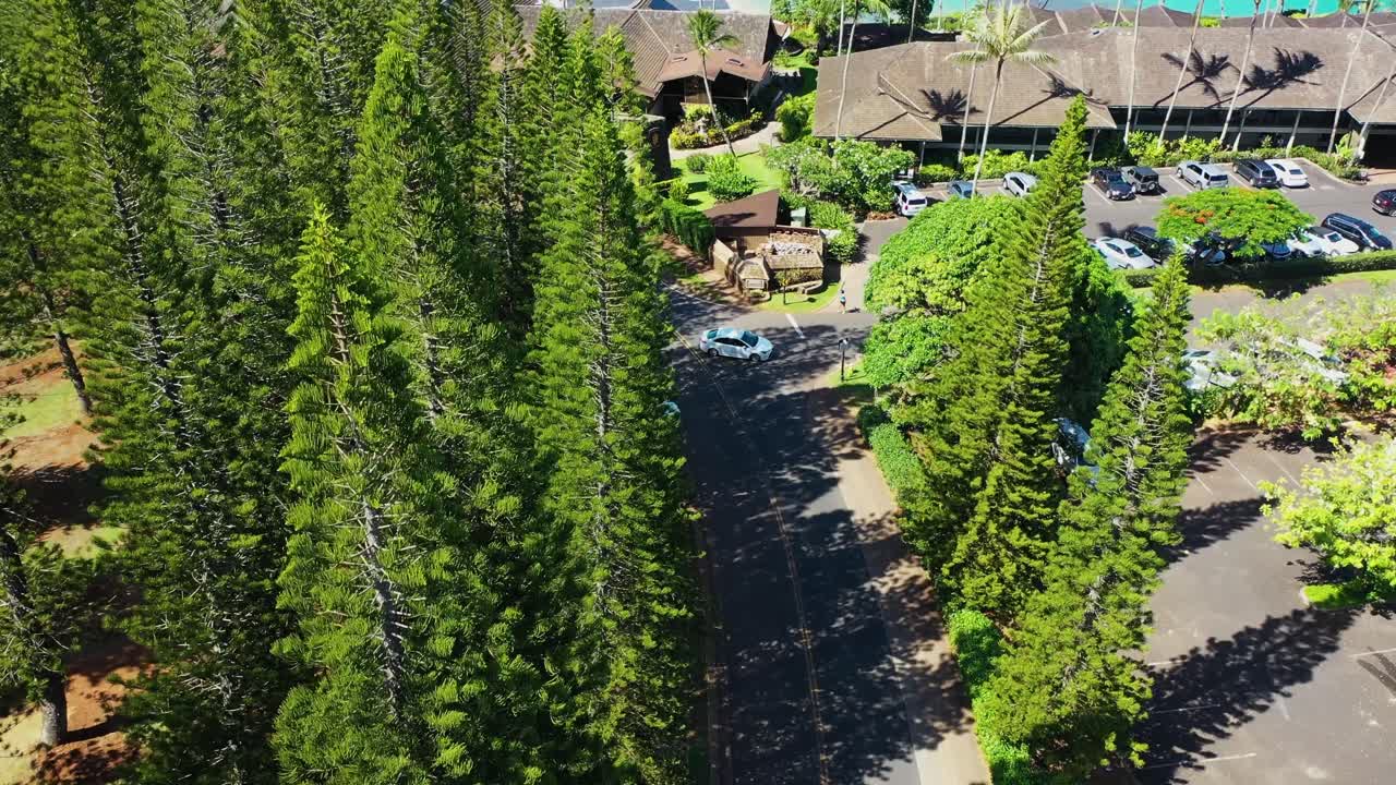 drone shot over pine trees revealing beach and ocean