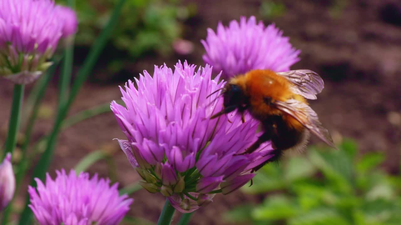 Bumble Bee on a Purple Chive Flower