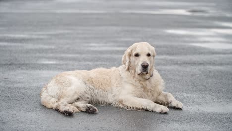 resting golden retriever