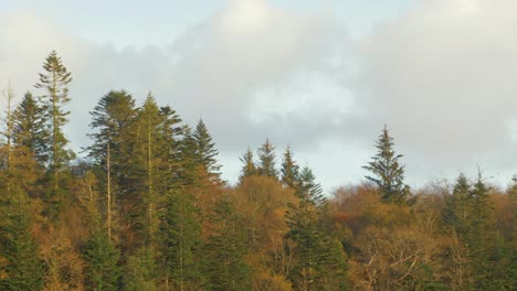 autumn forest landscape