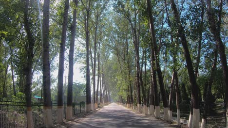 Street,-Trees-and-Sun-Flare-in-Hanshiqiao-Wetland-National-Park,-Beijing,-China