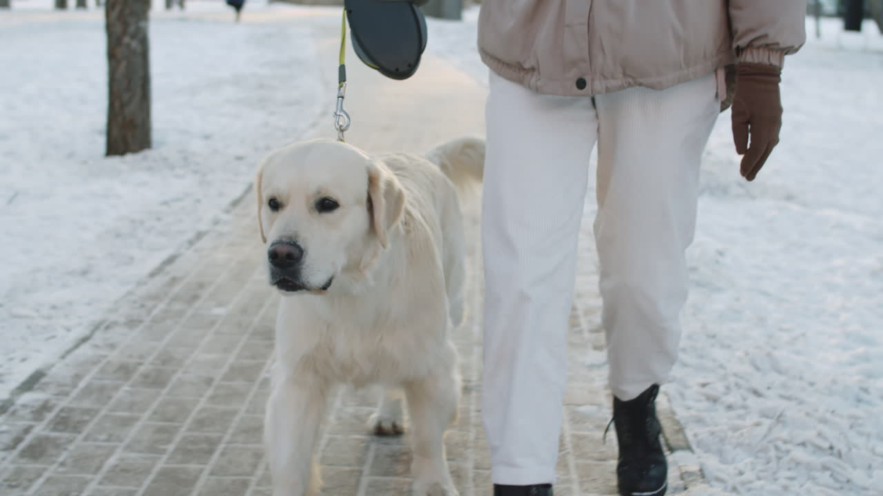 mujer paseando con el perro en un parque nevado