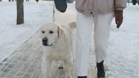 woman walking dog in a snowy park