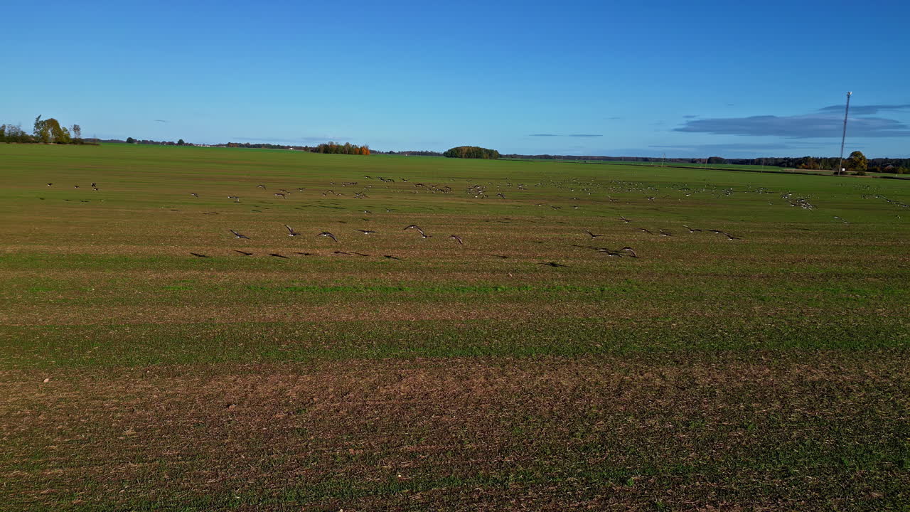 Drone follows flock of birds flying over open fields, showcasing natural freedom and sky wide view