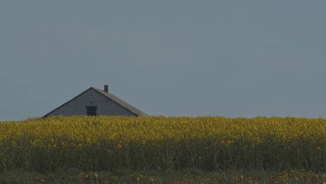 yellow rapeseed field in front of old house, blue sky