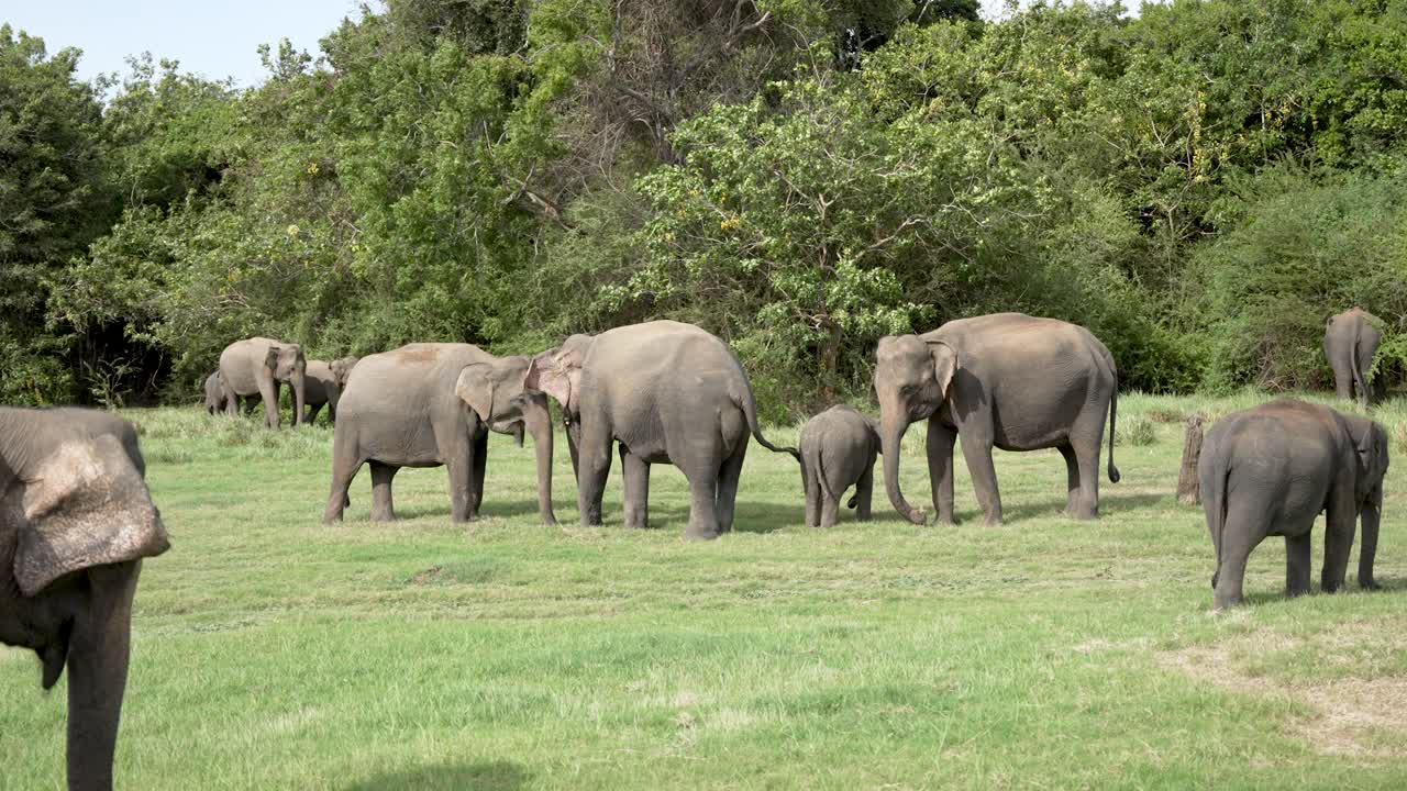야생 코끼리 무리가 국립공원 환경의 경치 좋은 초록색을 즐기고 있습니다.