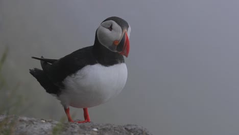 Atlantic-puffin-(Fratercula-arctica),-on-the-rock-on-the-island-of-Runde-(Norway).