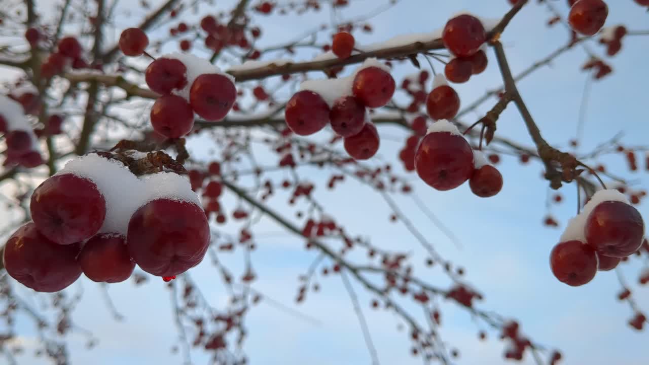 Frozen snow covered red berries in tree in winter, winter nature detail, close up