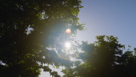 sunlight through trees