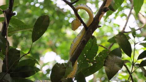 serpiente víbora salvaje en rama en la selva tropical de sumatra en cámara lenta