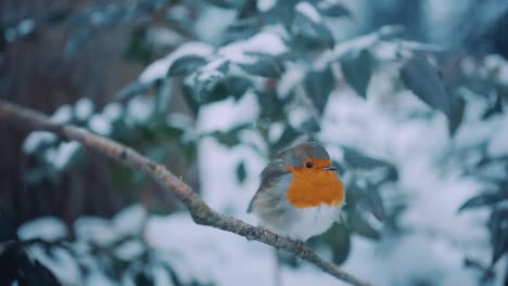 Süßes-Europäisches-Rotkehlchen,-Das-Auf-Einem-Baumzweig-In-Einer-Wunderschönen-Winterlandschaft-Ruht