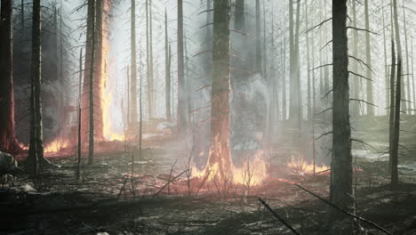 forest fire with burned trees after wildfire