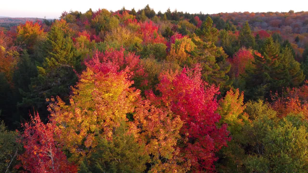 el vibrante cambio de color de los árboles durante la temporada de otoño en montreal, quebec, canadá