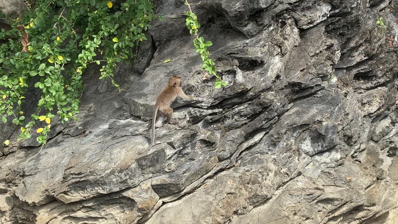 Scimmia selvatica che si arrampica su una ripida scogliera rocciosa al Monkey Trail vicino alla spiaggia di Ao Nang a Krabi, in Thailandia. Comportamento naturale della fauna selvatica nella foresta costiera tropicale durante il giorno