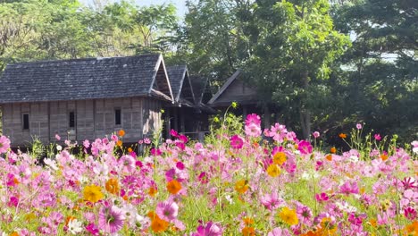 vibrant flowers bloom near rustic wooden house