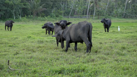 búfalo indio pastando en el campo de arroz y tierra húmeda con hierba