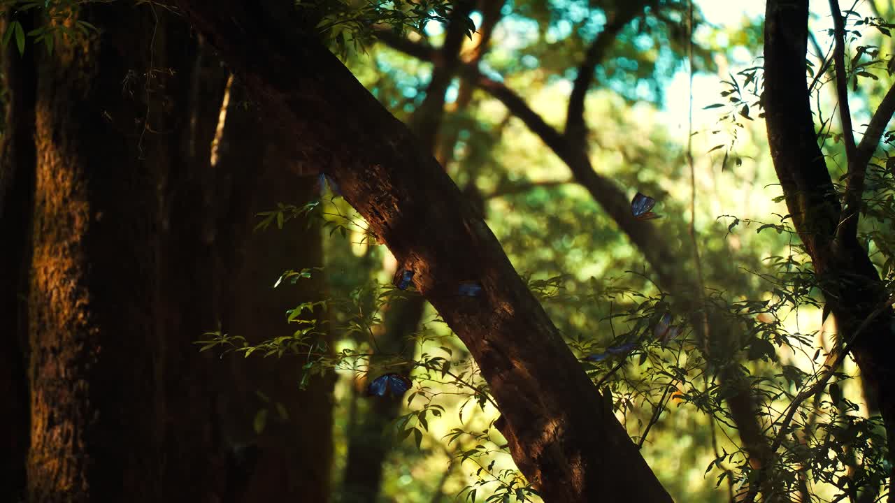 Blue Morpho Butterflies Flying in Lush Forest