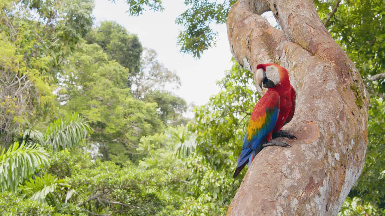 Crane POV shot of a Scarlet Macaw sitting on a tree trunk, surrounded by the lush Peruvian jungle.