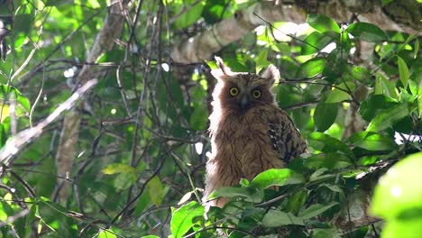 The-Buffy-Fish-Owl-is-a-big-owl-and-yet-the-smallest-among-the-four-Fish-Owls