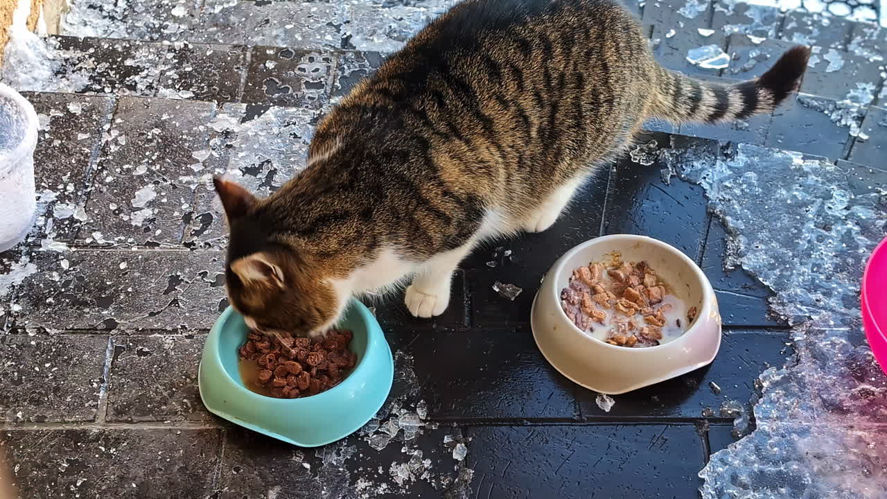Nahaufnahme einer Katze, die an einem kalten Wintertag auf gefrorenem Boden aus Schüsseln frisst.