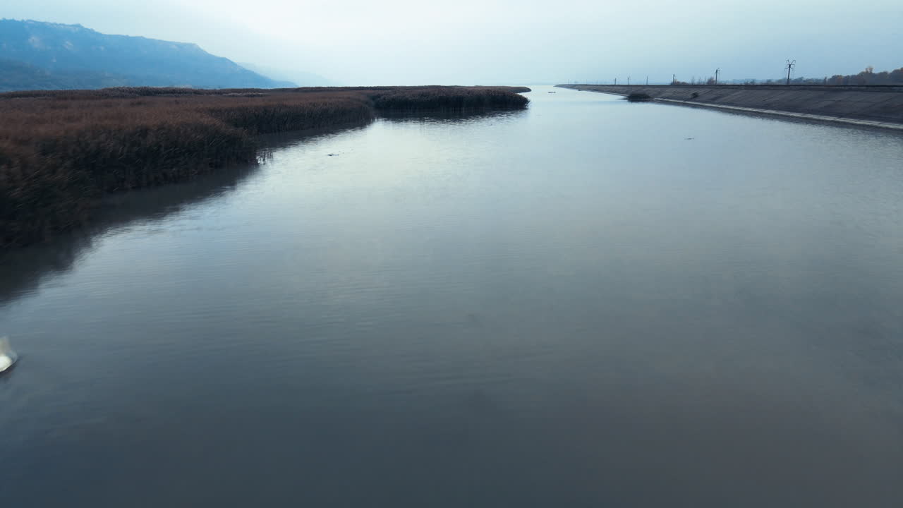 부들과 갈대 덤불이 측면에 있는 강에서 헤엄치는 백조 무리 위를 날고 있다