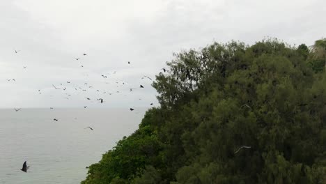 cientos de zorros voladores emergen de un árbol y vuelan hacia el mar abierto.