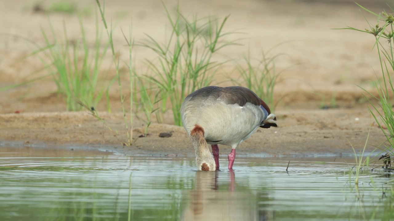 Inquadratura ampia di un'oca egiziana che si nutre in acque poco profonde prima di alzare la testa, ripresa da un'angolazione bassa, Parco Nazionale Kruger.