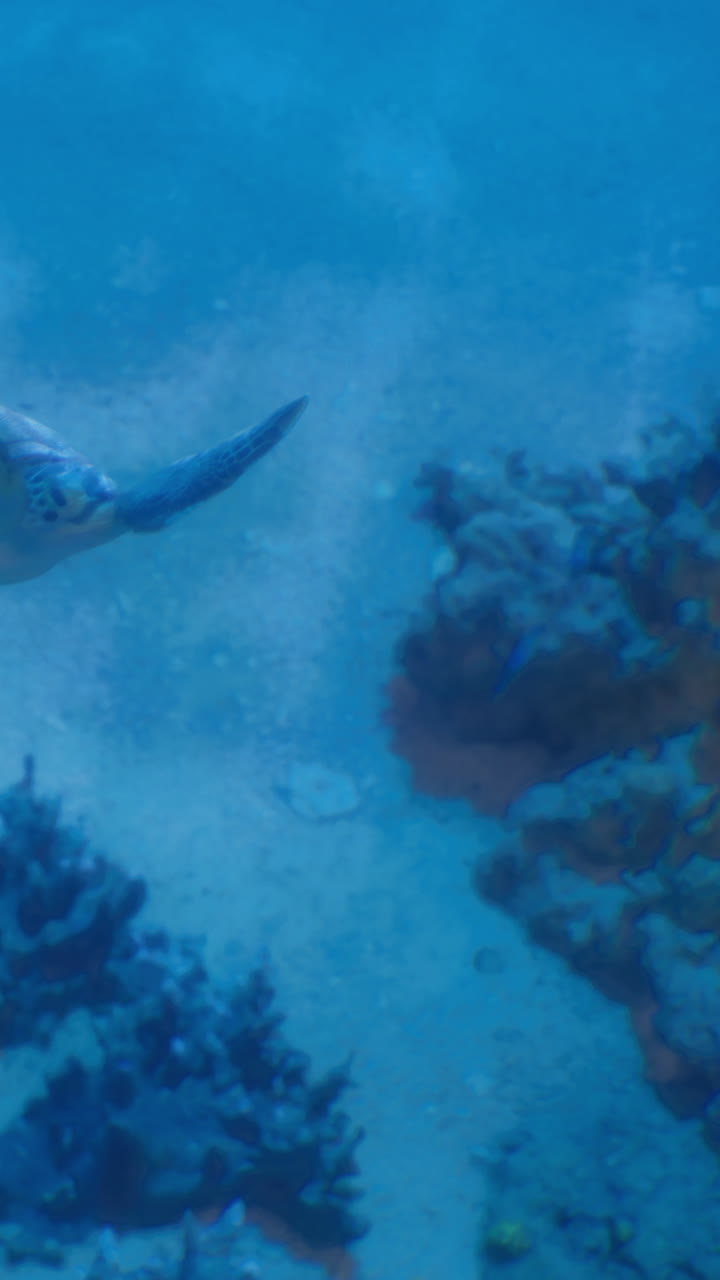Underwater scene with a turtle swimming near coral reef in blue waters