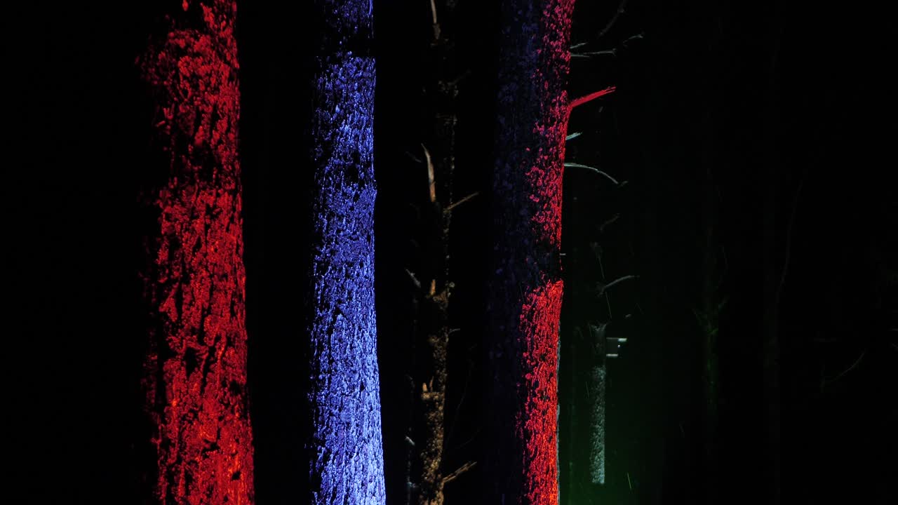 рождественская иллюминация деревьев