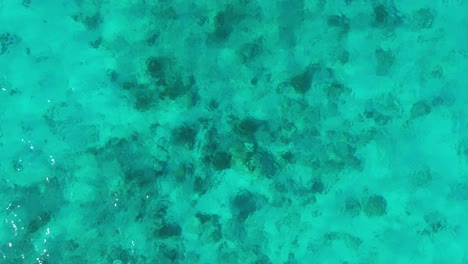 drone ascends above large coral heads below surface of green caribbean ocean water