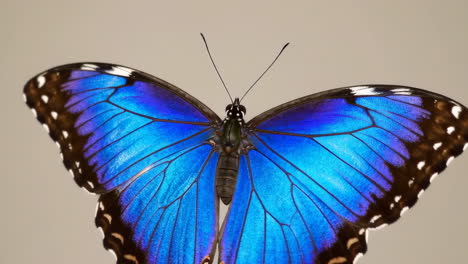 close-up of a blue butterfly's iridescent wings