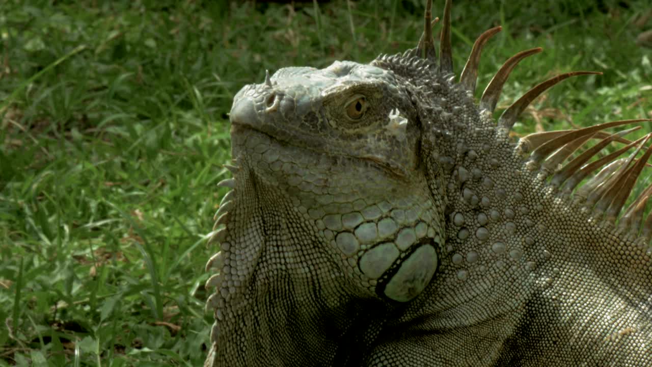 una toma estrecha de una iguana silvestre