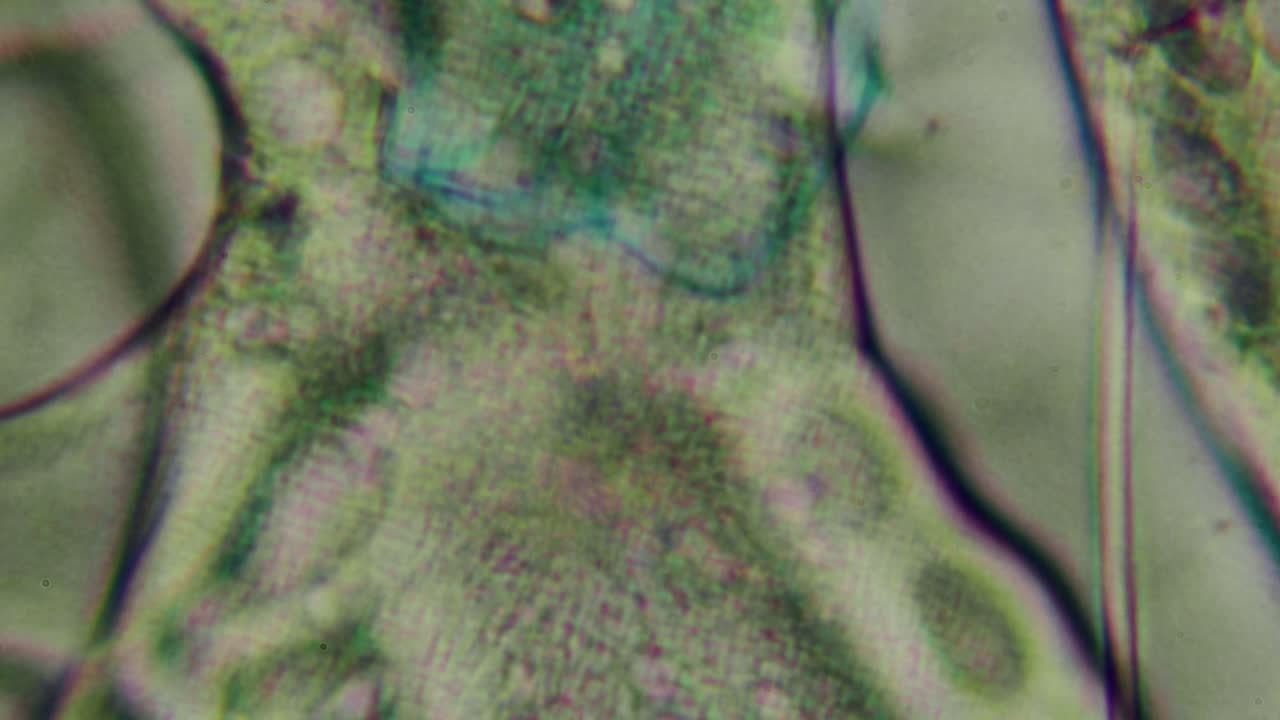 Abstract Microscopic View of Green Plant Cells