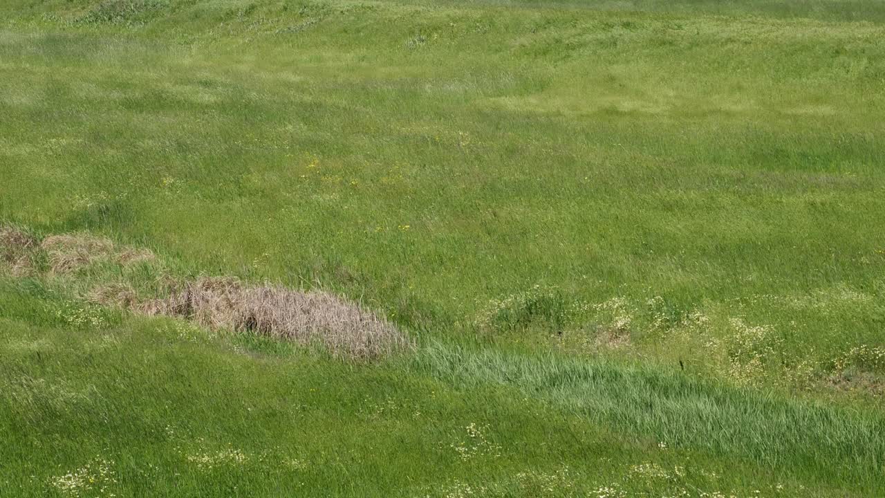 Angin menggerakkan rumput tinggi secara gerakan lambat. Awalnya 59,94fps. Taman nasional Hortobagy, Hungaria