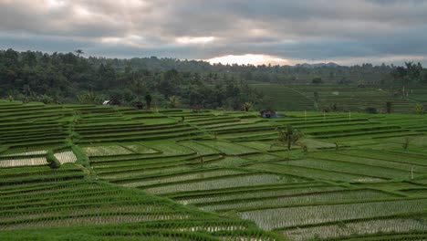 stunning rice terraces of bali