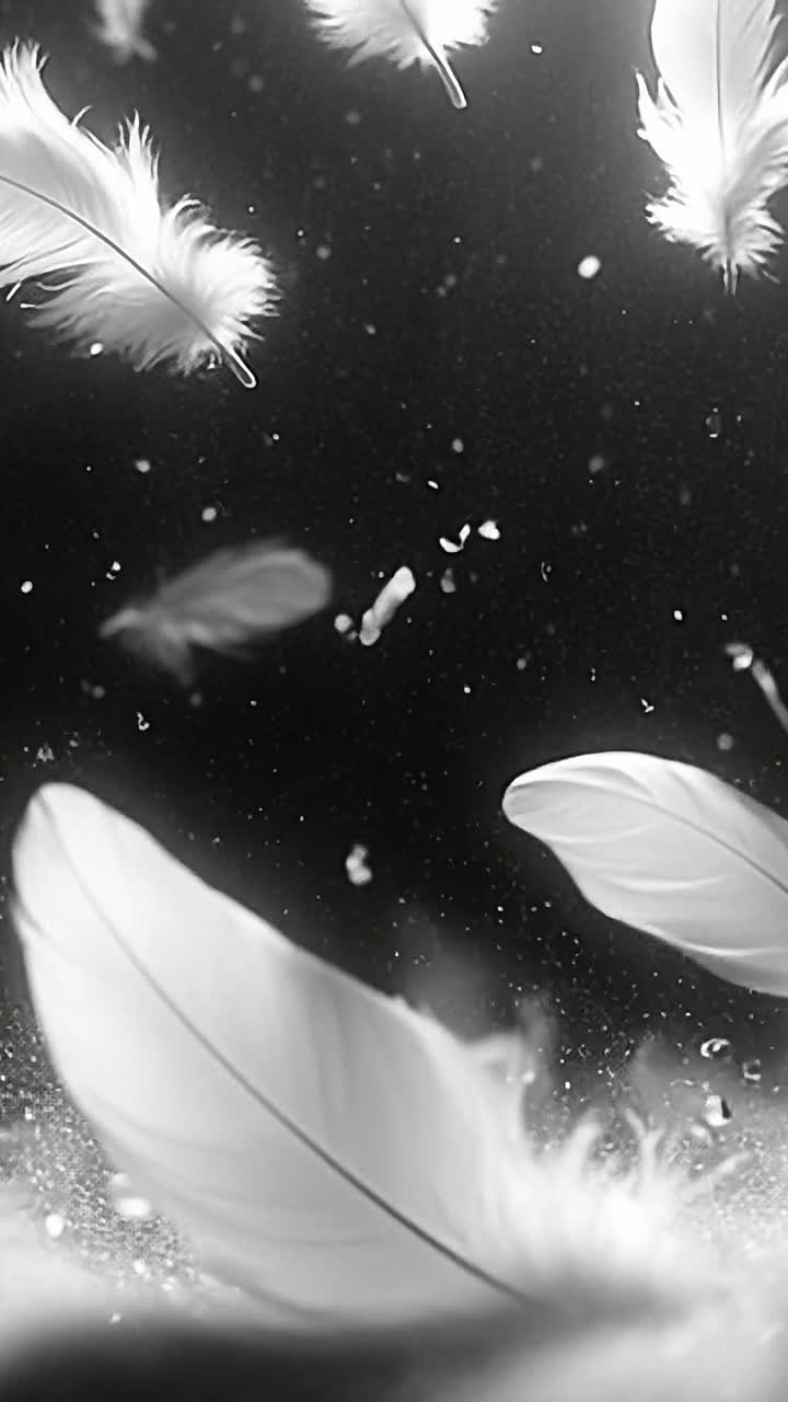 Soft feathers in calm air. White feathers float gracefully through the air, creating a serene and peaceful atmosphere in the dark setting.