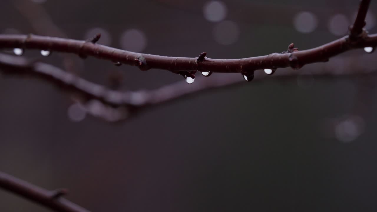 낮 에 나무 가지 에 방울 이 떨어지는 것