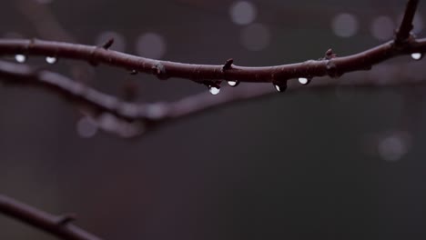 Gotas-De-Lluvia-Sobre-La-Ramita-De-Un-árbol-Durante-El-Día