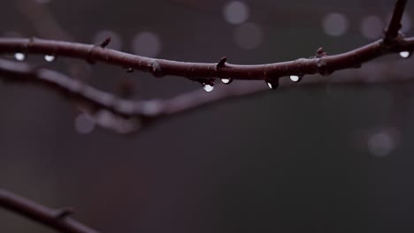 Rain Drops On Tree Twig In Daytime