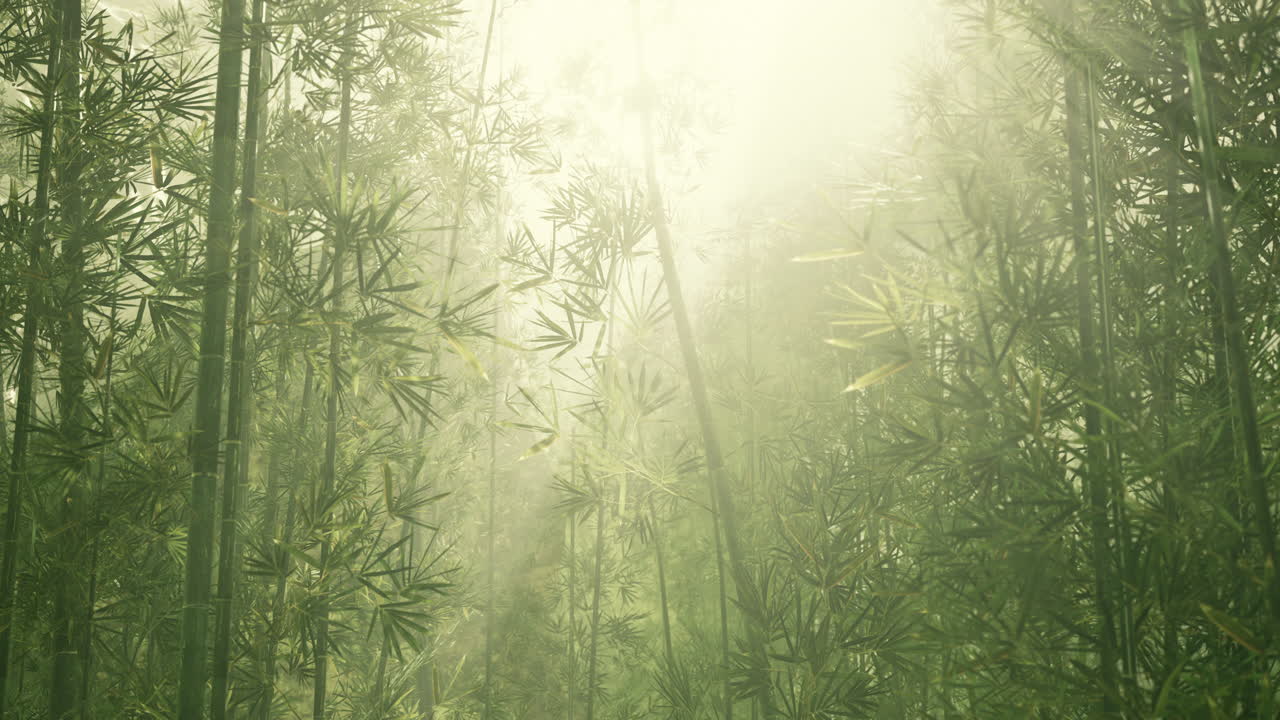 bosque de bambú del sur de china