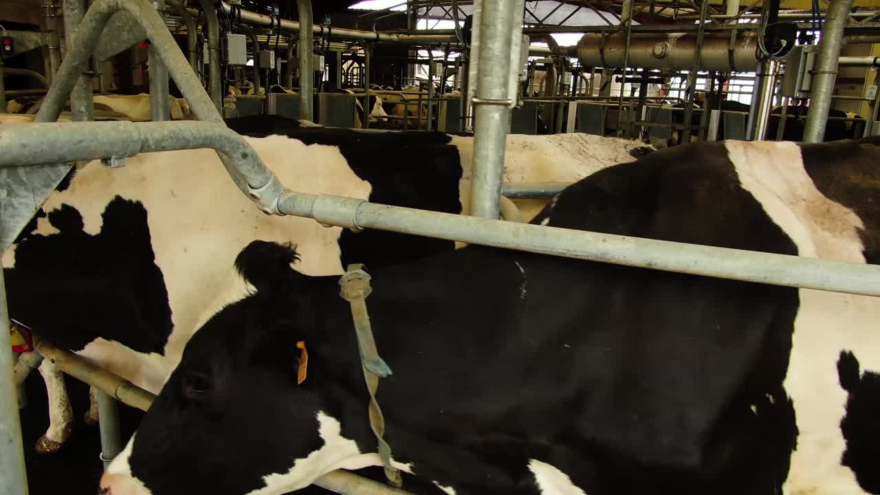 Cow's in the Milking System