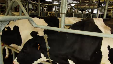 Cow's-in-the-Milking-System