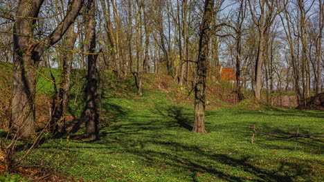 Sunlight-Over-The-Trees-In-The-Forest-During-Summer