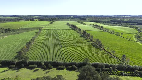 Aerial-view-of-stunning-green-fields-with-tea-plantations-in-Misiones,-Argentina