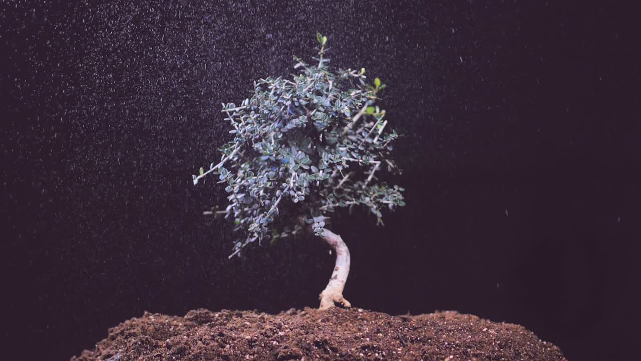 Small olive tree under rain